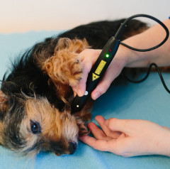 Laserakupunktur Hund
